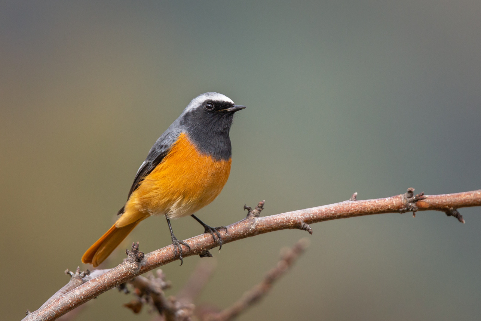 image Hodgson's Redstart